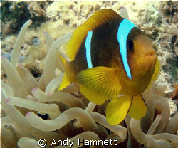 Clownfish, Safaga Egypt. by Andy Hamnett 